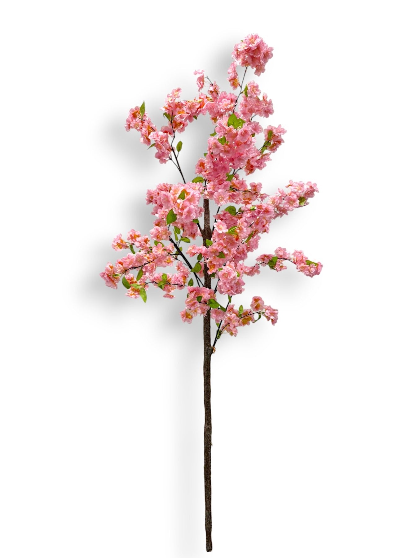 CHERRY BLOSOSM TREE UNPOTTED 6'