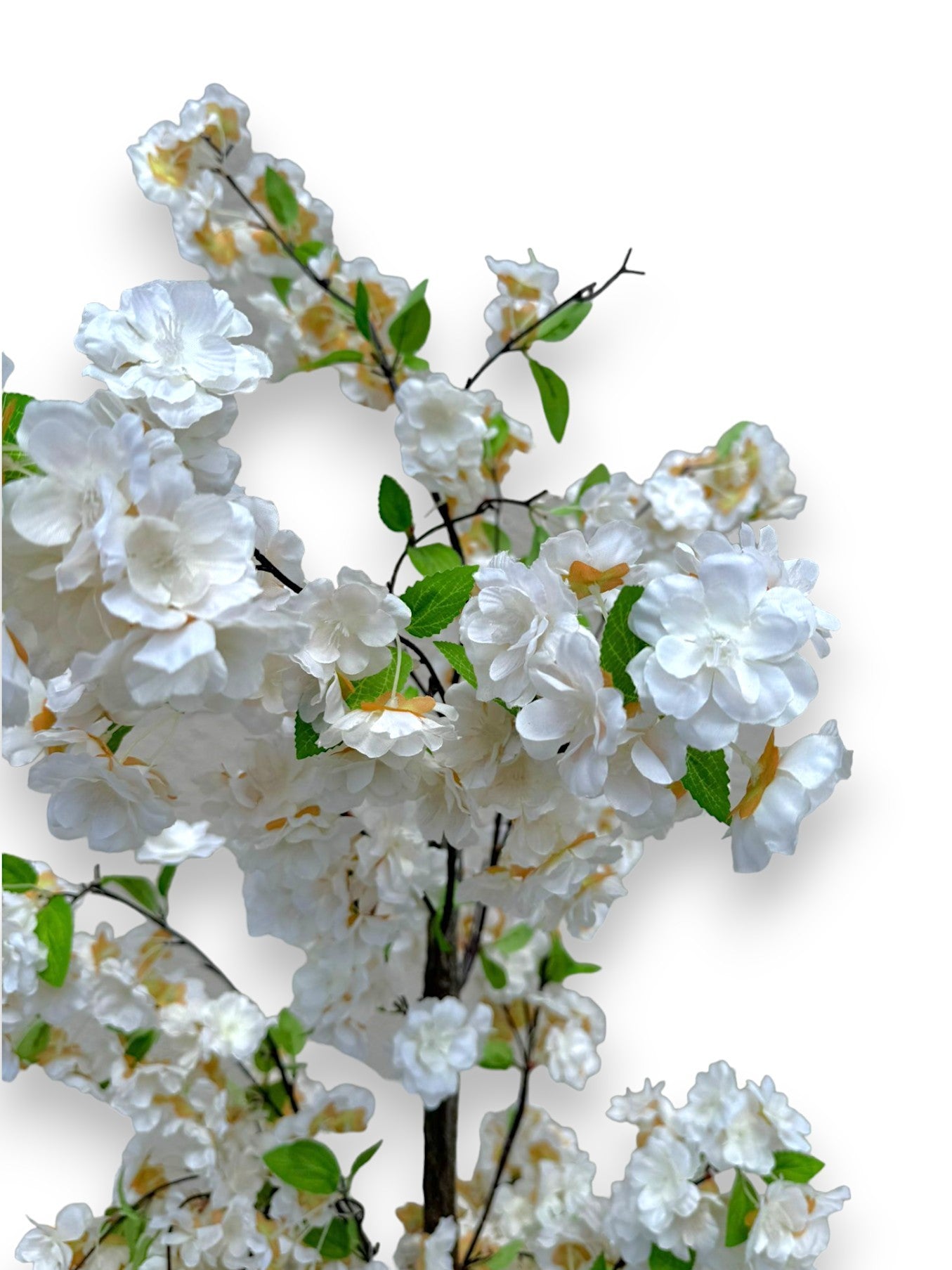 CHERRY BLOSSOM TREE 5FT POTTED