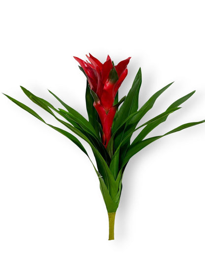 BROMELIAD SCARLET STAR