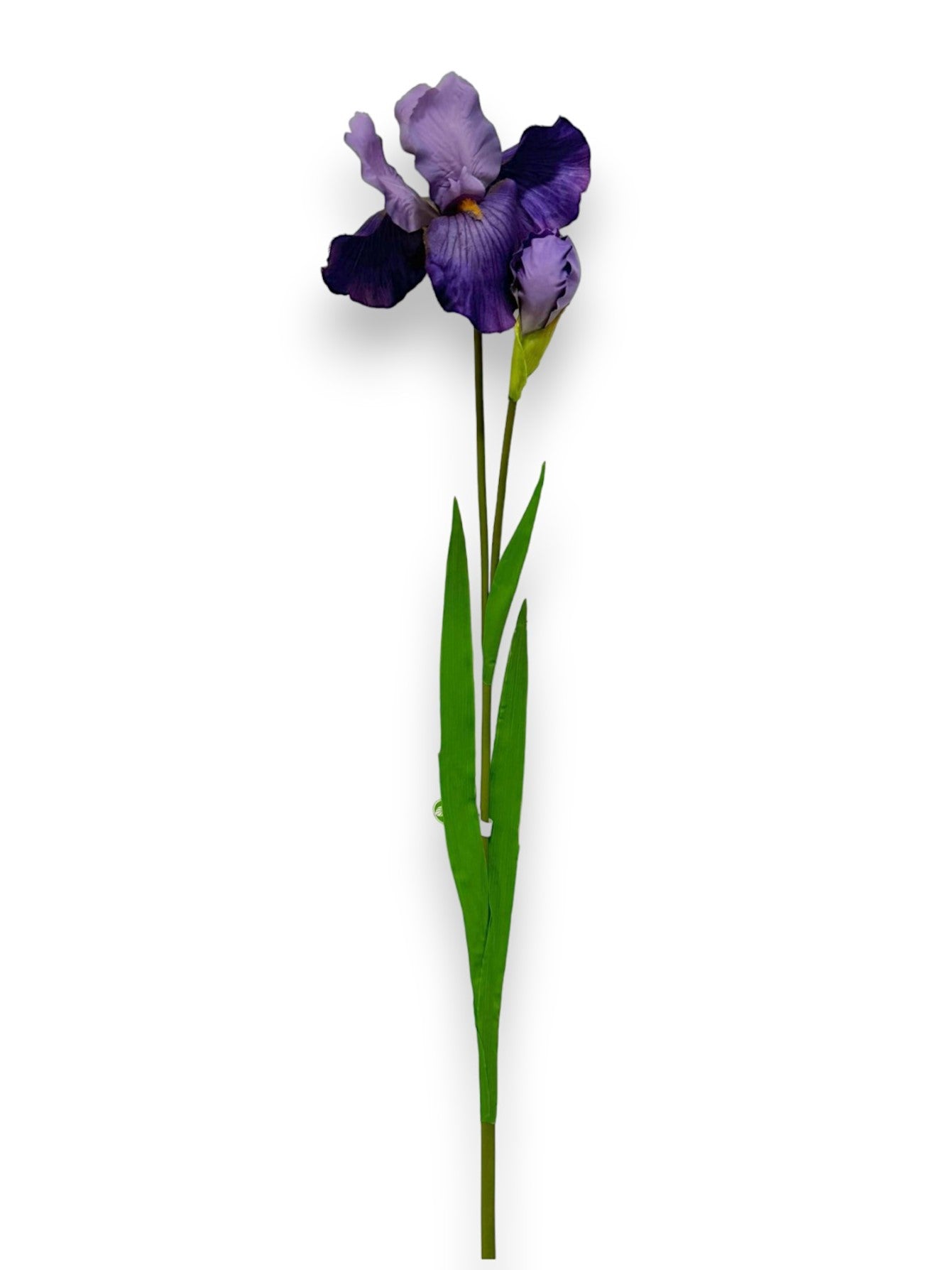 IRIS L 37"