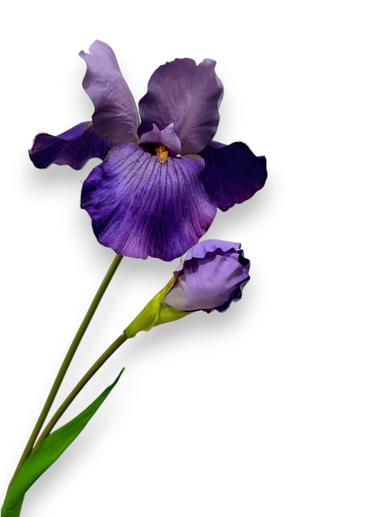 IRIS L 37"