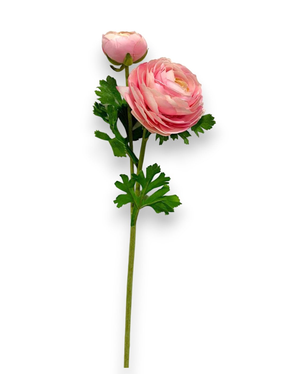 RANUNCULUS X2F 22"