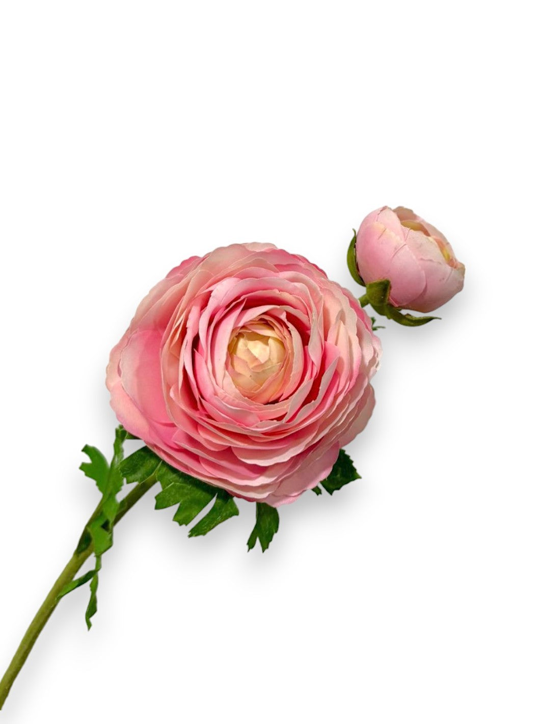 RANUNCULUS X2F 22"