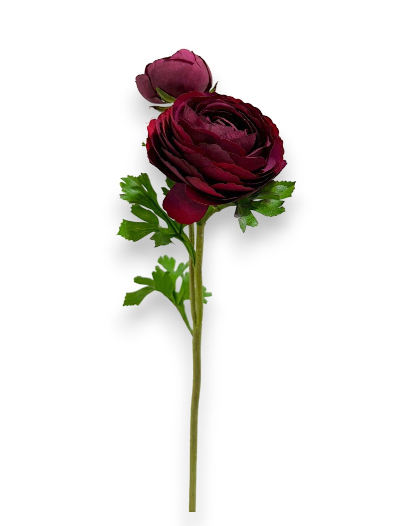 RANUNCULUS X2F 22"