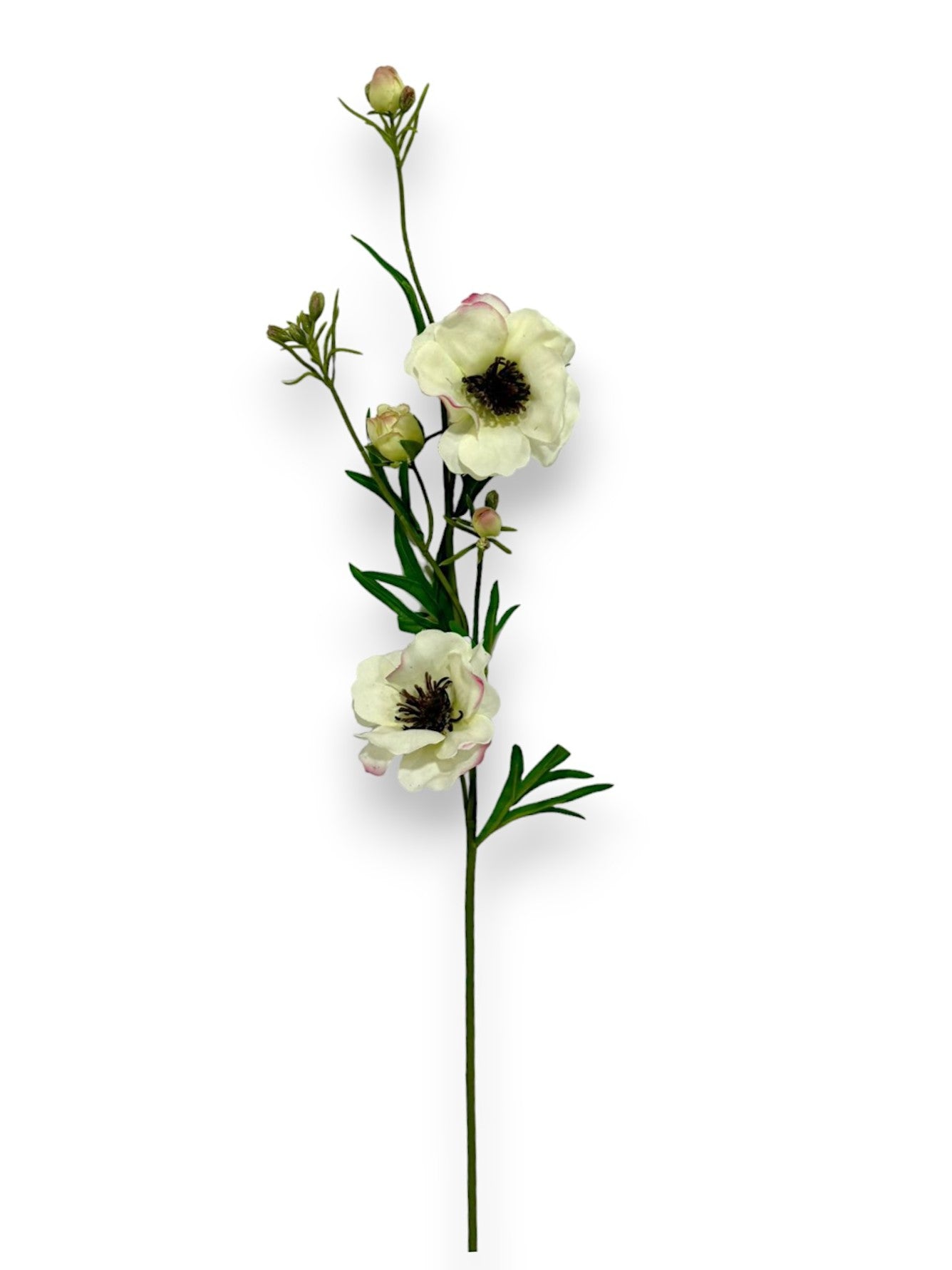 BUTTTERFLY RANUNCULUS SPRAY