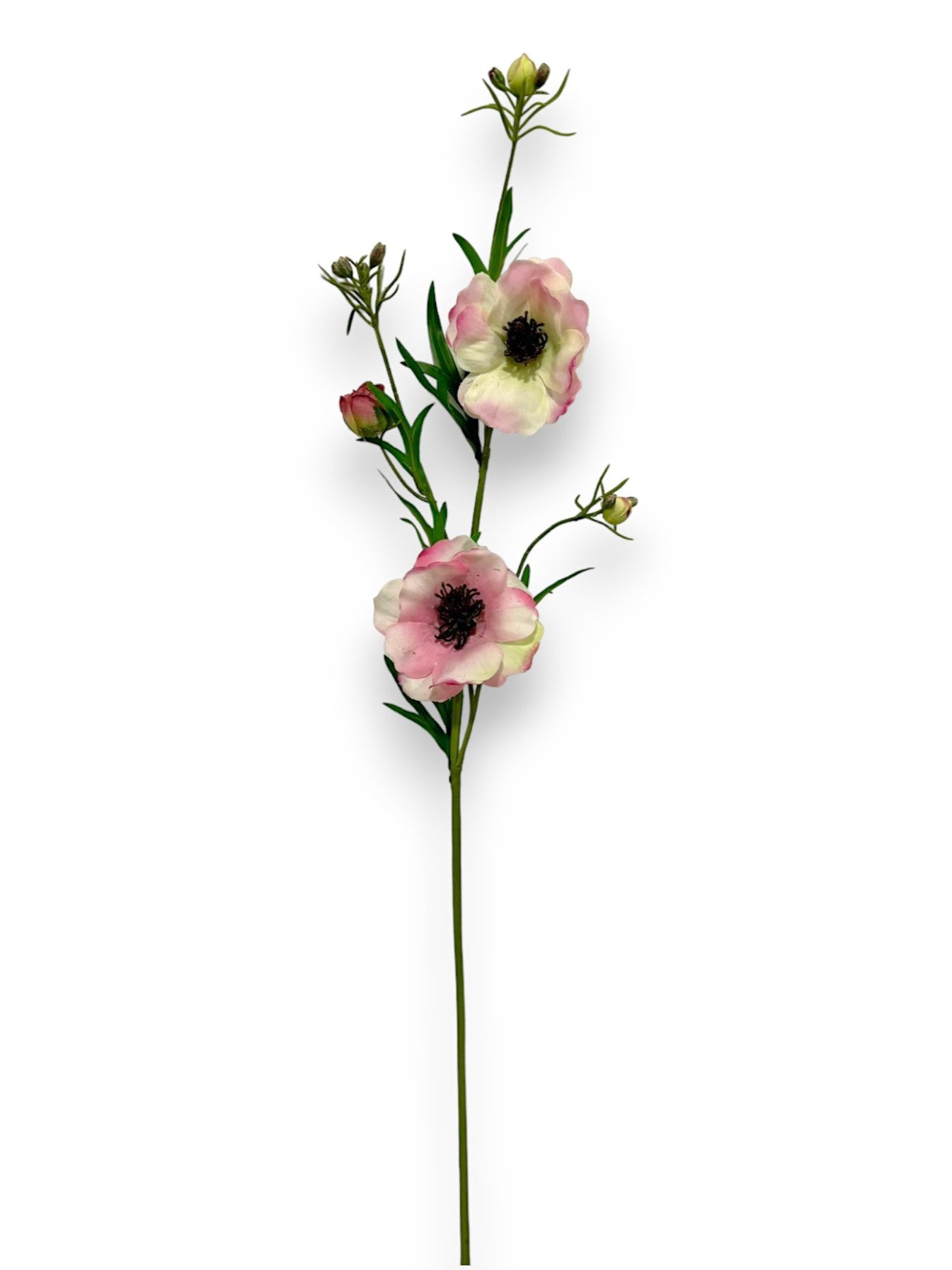BUTTTERFLY RANUNCULUS SPRAY