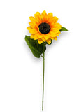SUNFLOWER STEM