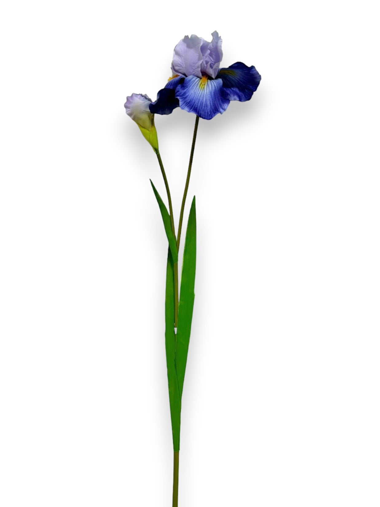 IRIS L 37"
