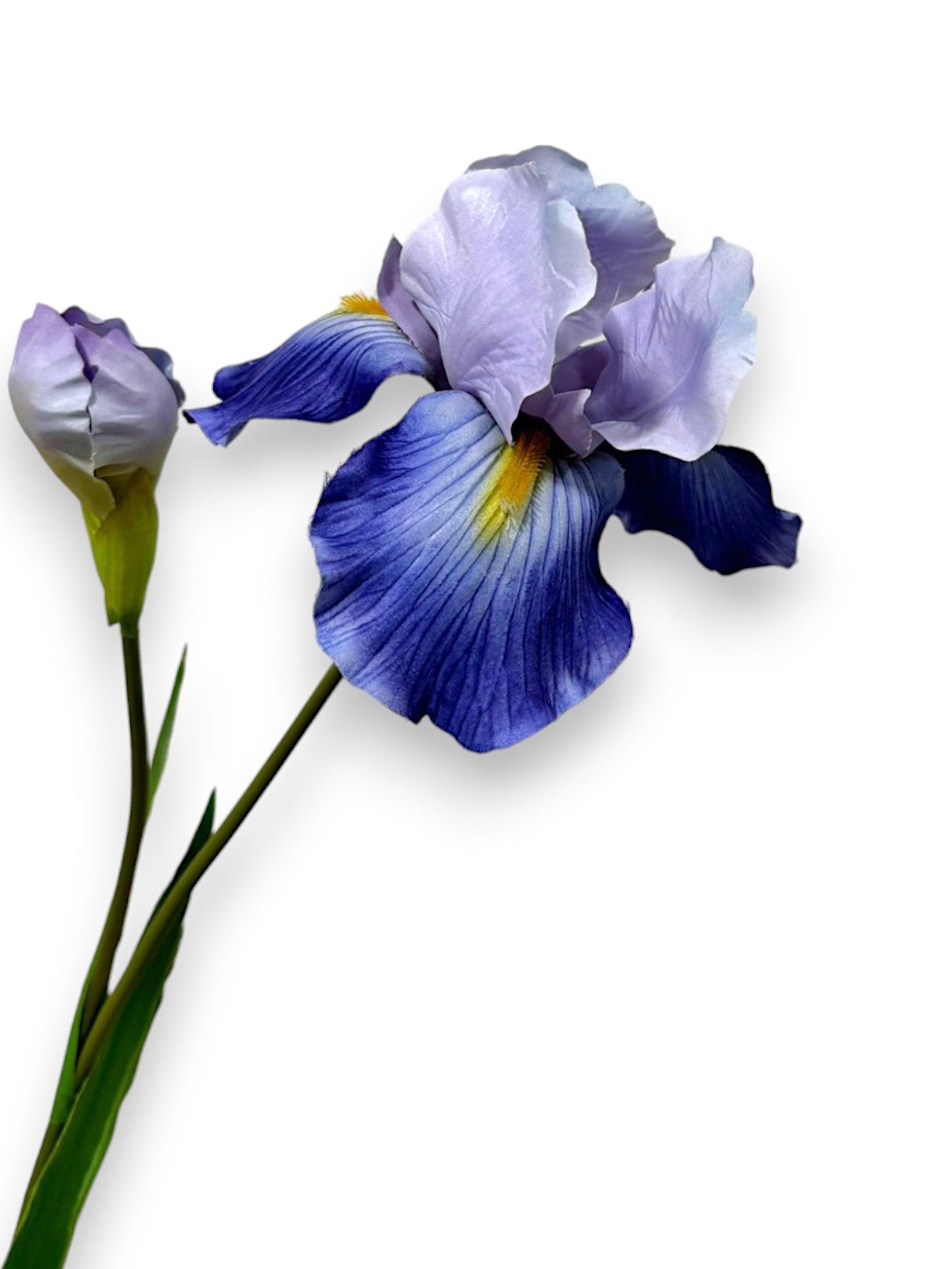 IRIS L 37"
