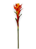 BROMELIA SCARLET STAR BLOOM