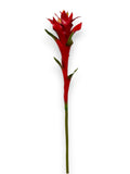BROMELIA SCARLET STAR BLOOM