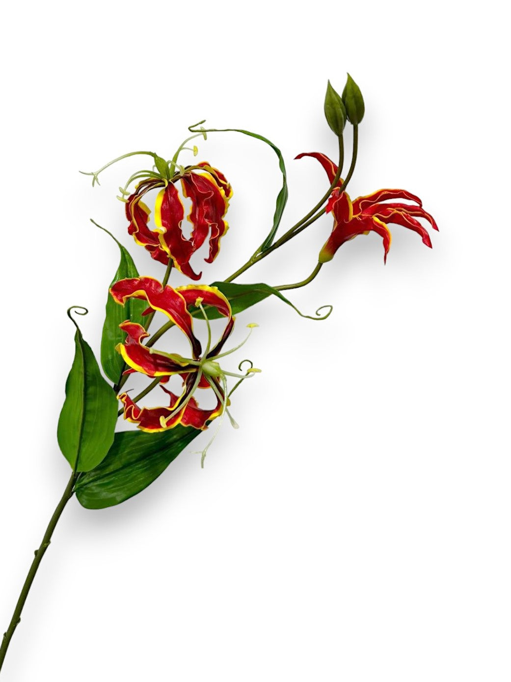 GLORIOSA LILY
