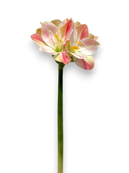 AMARYLLIS 25"