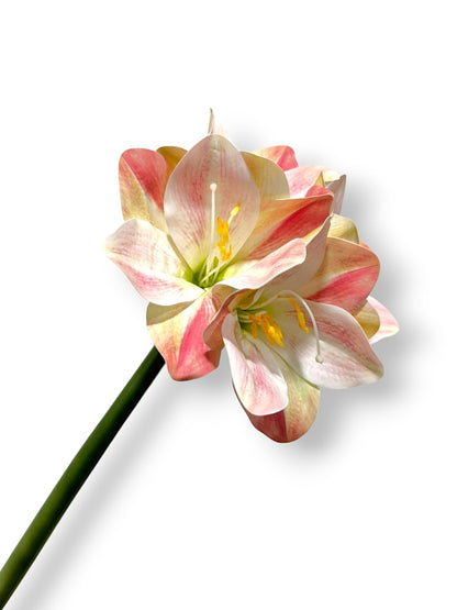 AMARYLLIS 25"