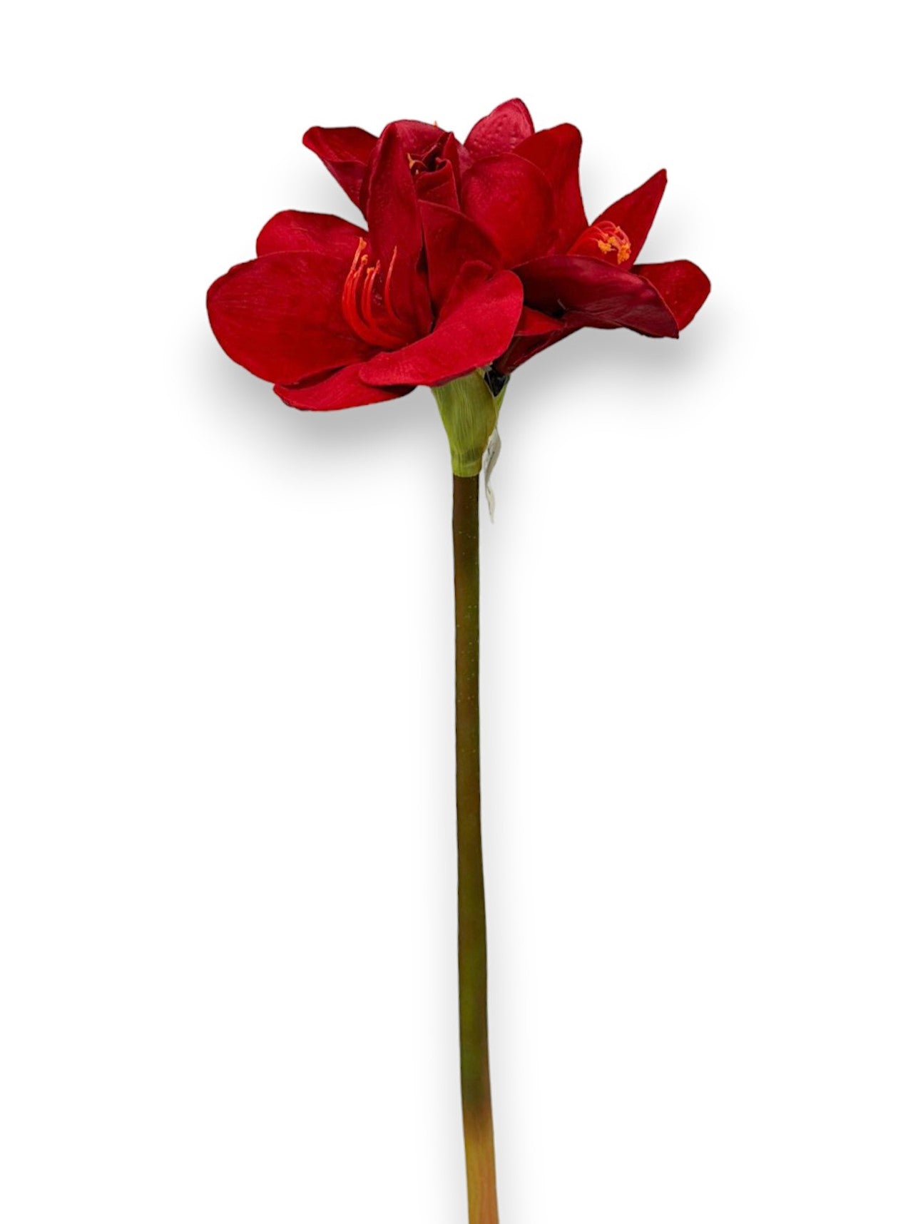 AMARYLLIS STEM X3
