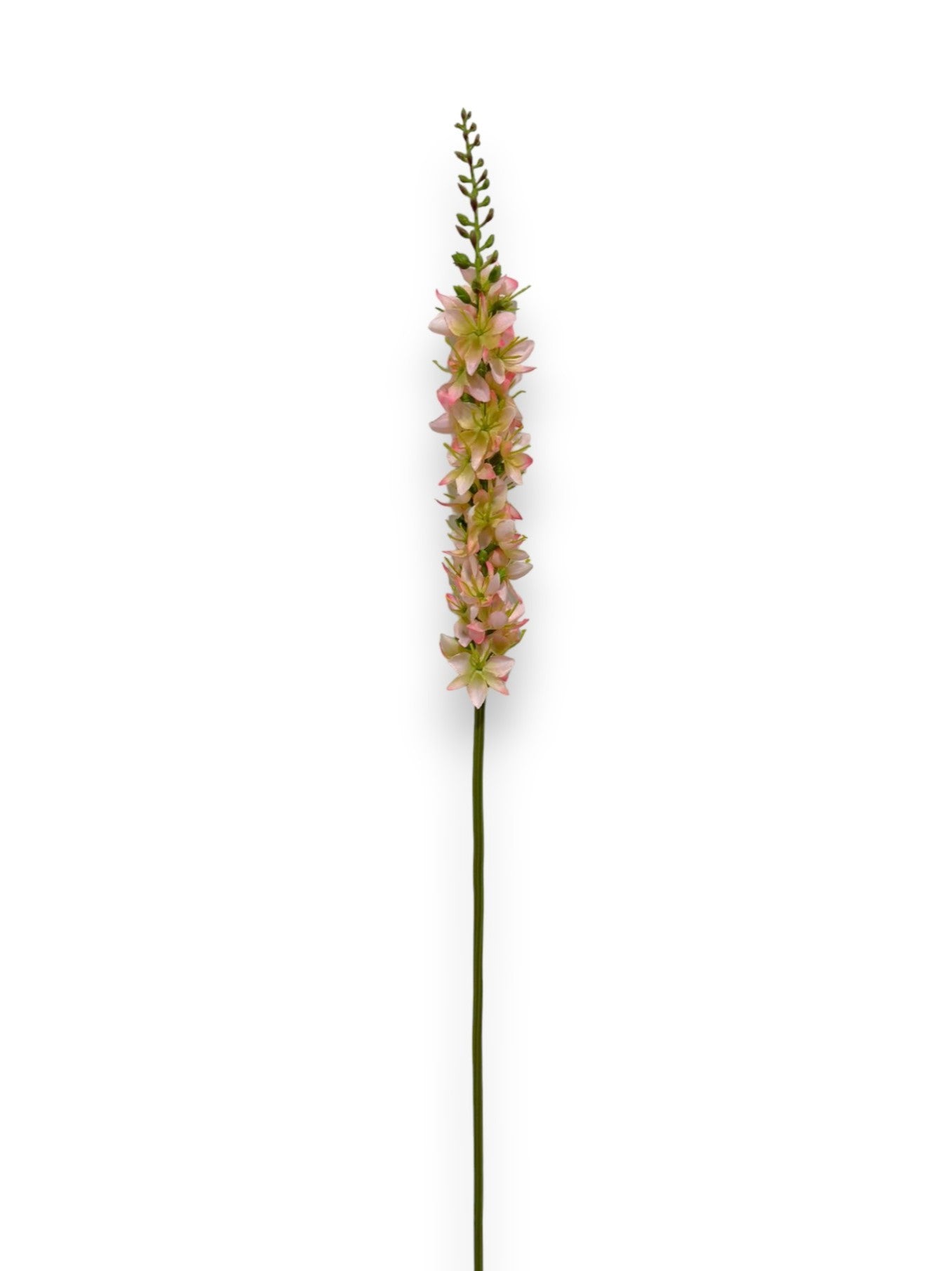 FOXTAIL LILY S 23"