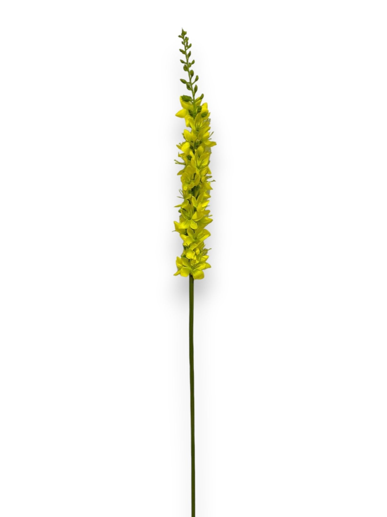 FOXTAIL LILY S 23"