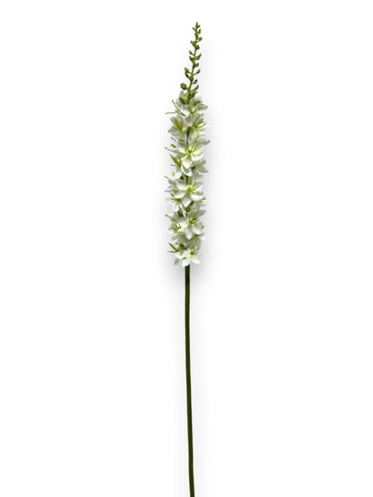 FOXTAIL LILY S 23"