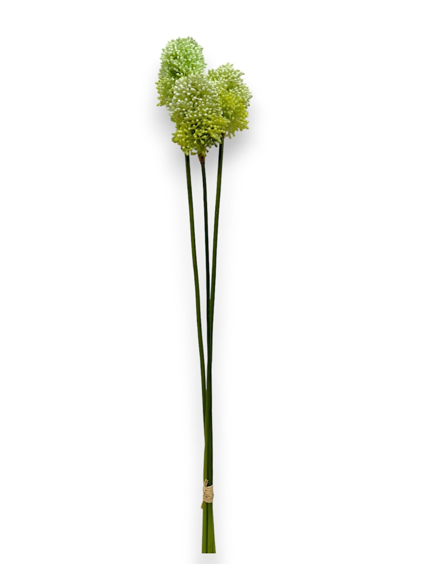 ALLIUM BULLET X3 21