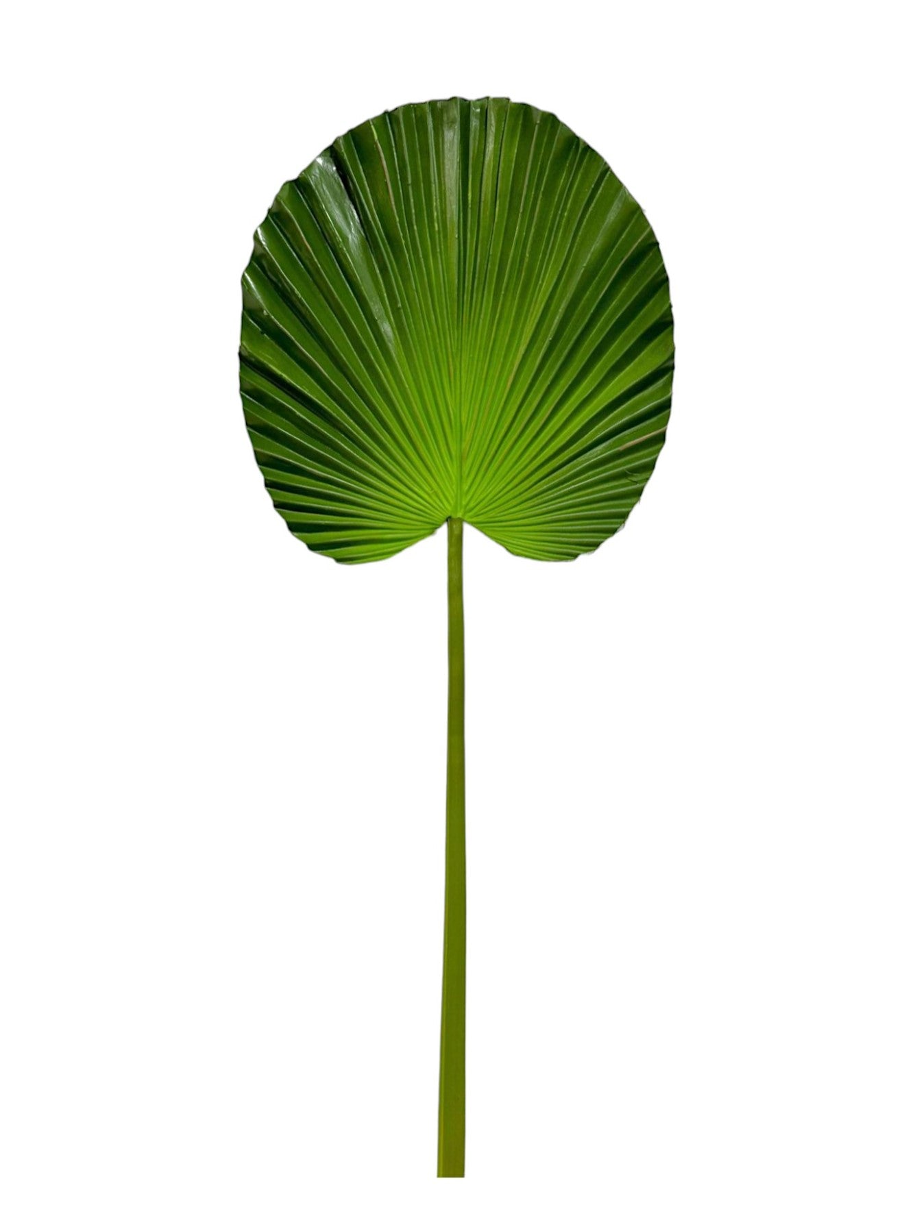 FAN PALM LEAF 27"