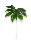 FATSIA JAPONICA L 27"
