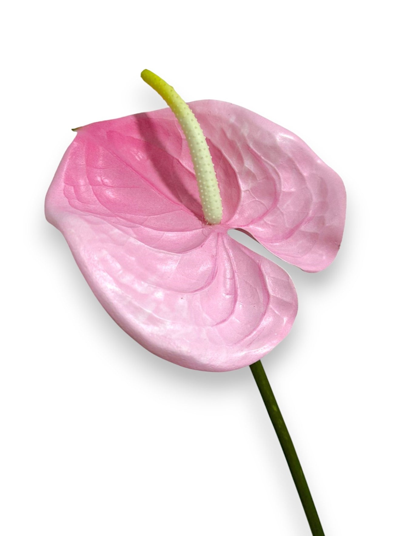 ANTHURIUM 23"