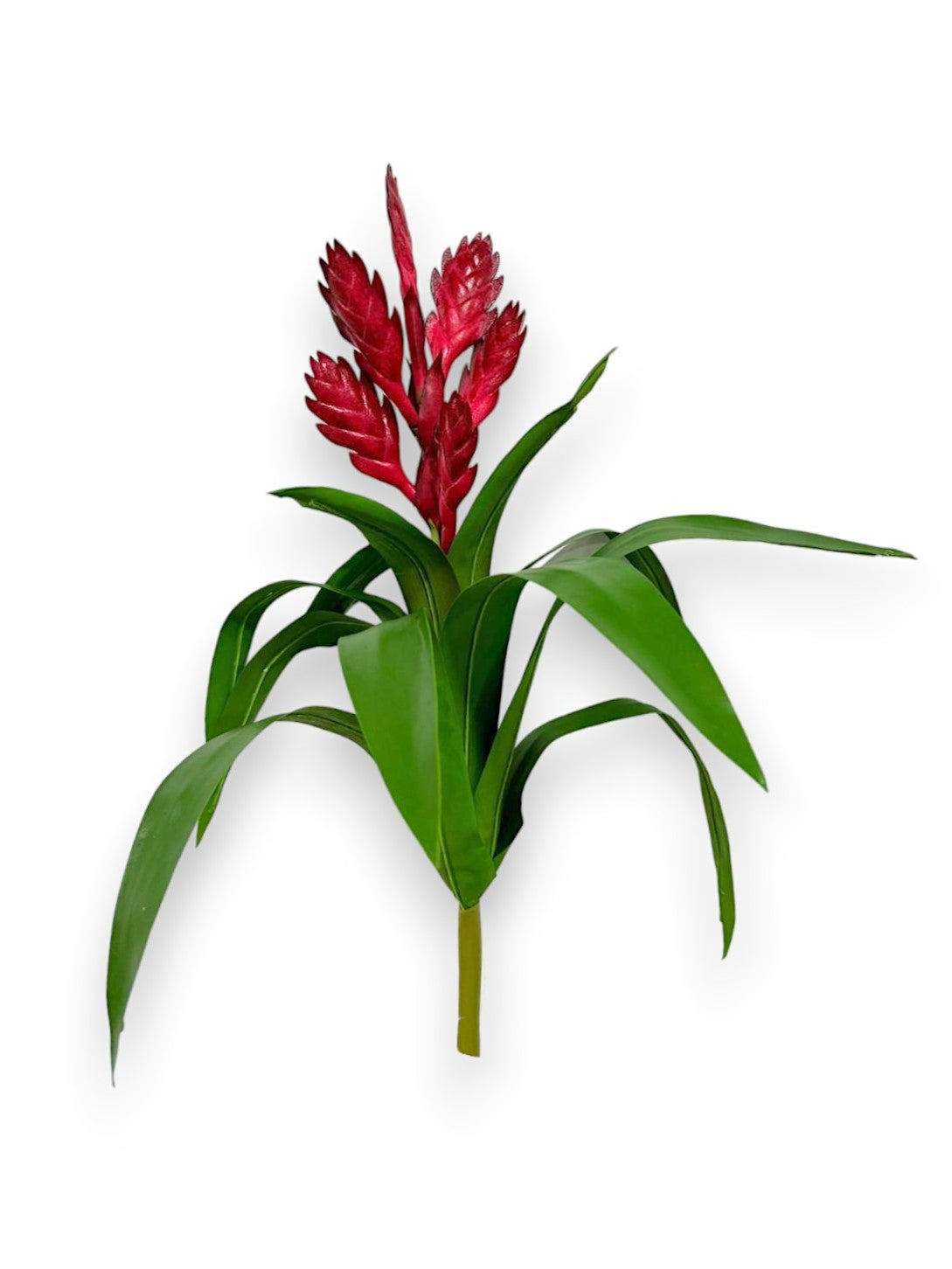 BROMELIA SWORD PLANT 18"