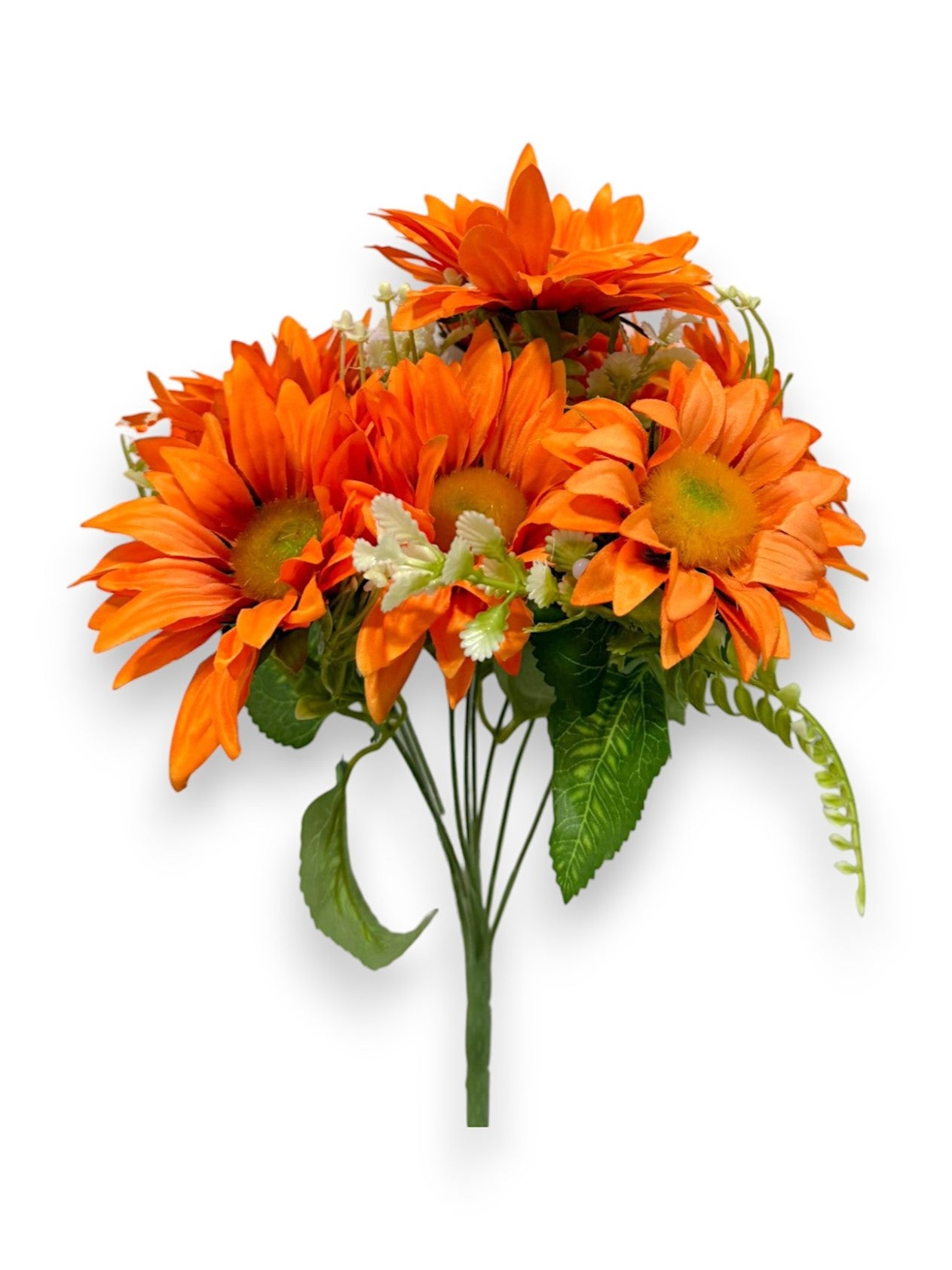 DAISY BUSH X9