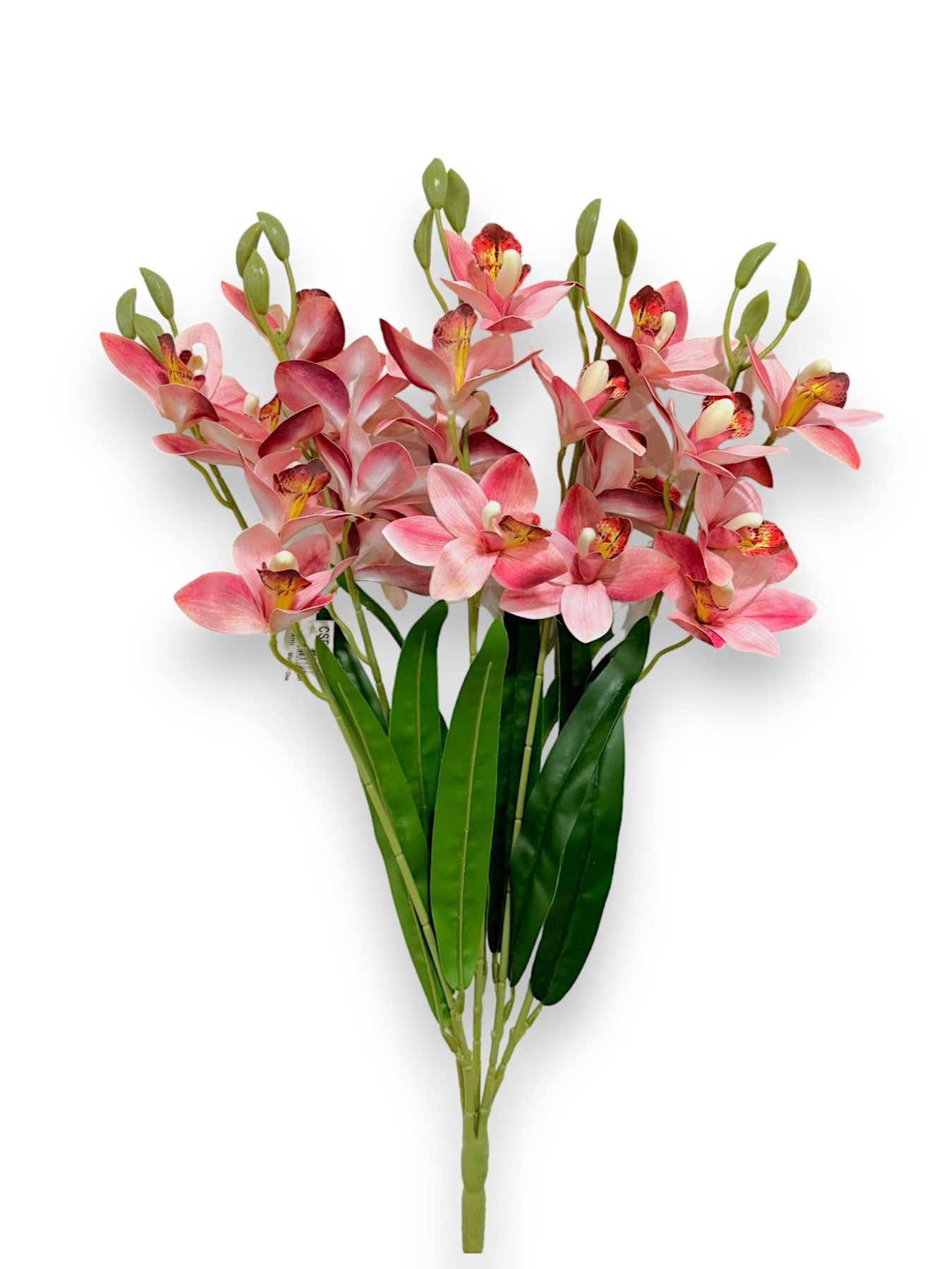 CYMBIDIUM BUSH X5