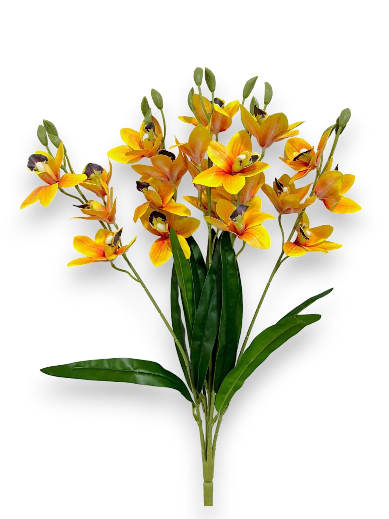 CYMBIDIUM BUSH X5