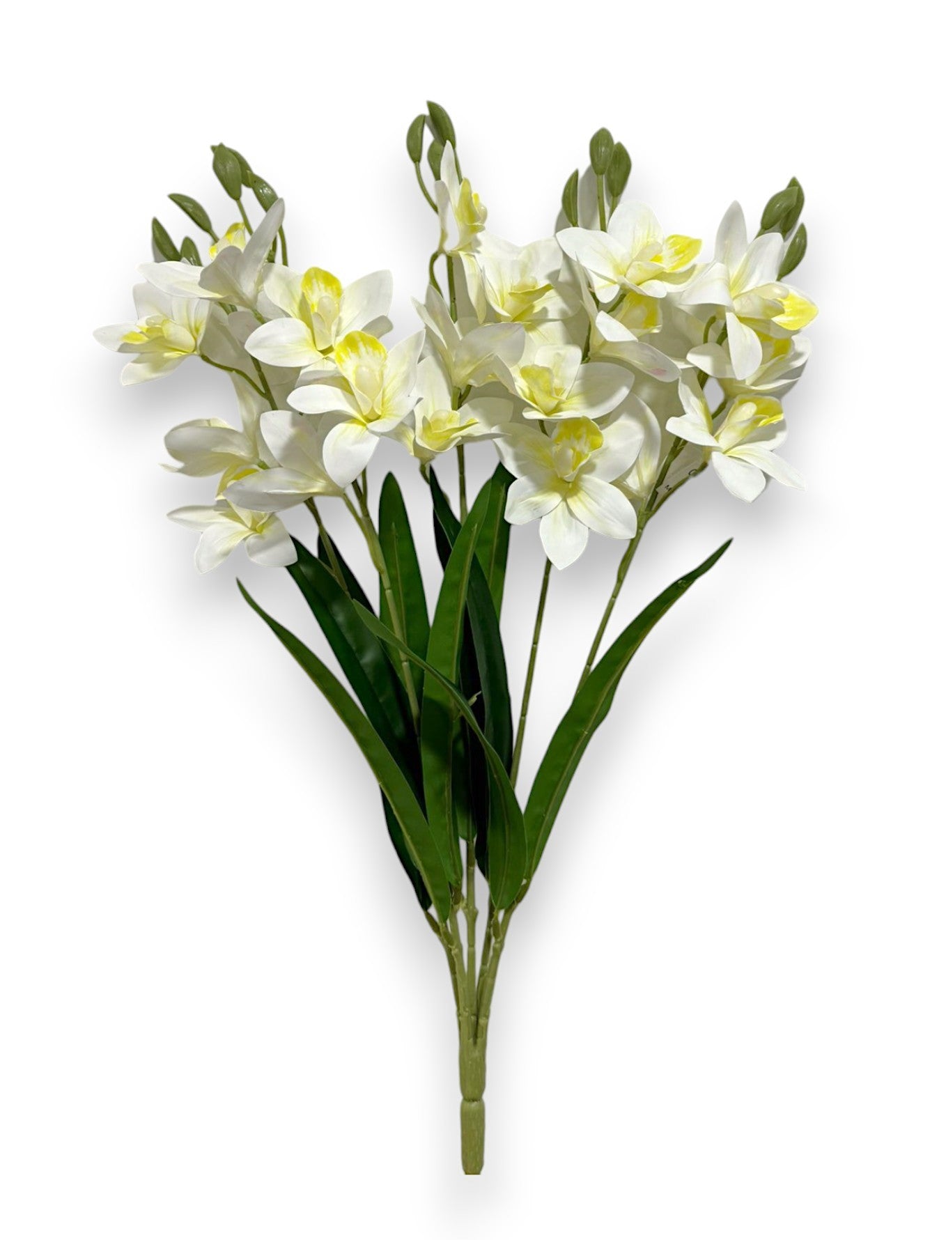 CYMBIDIUM BUSH X5