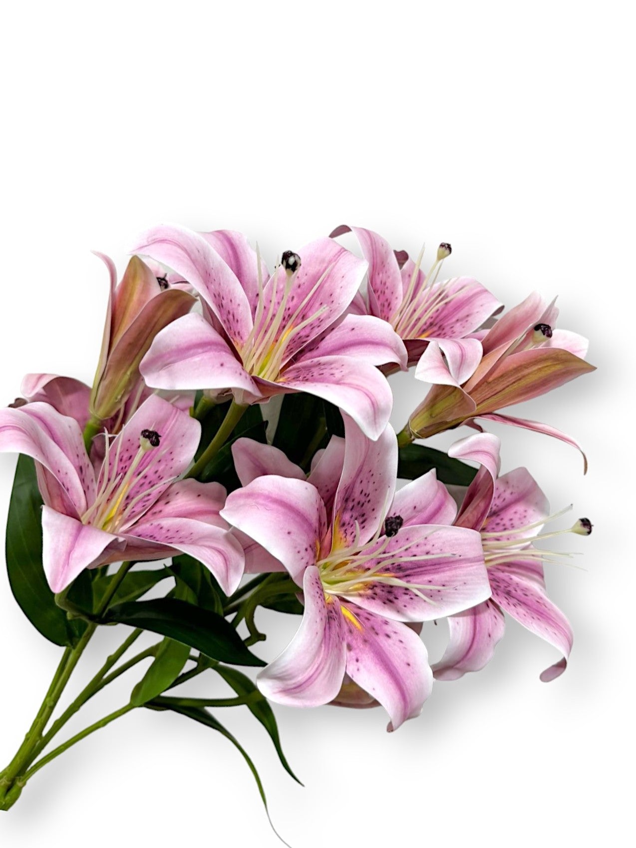 【中古】 Lillix / Tigerlily Tigerlily [CD with OBI] Lillix/JAPAN[Bonus Track]CD EXTRA