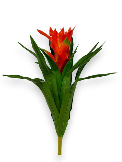 BROMELIAD SCARLET STAR