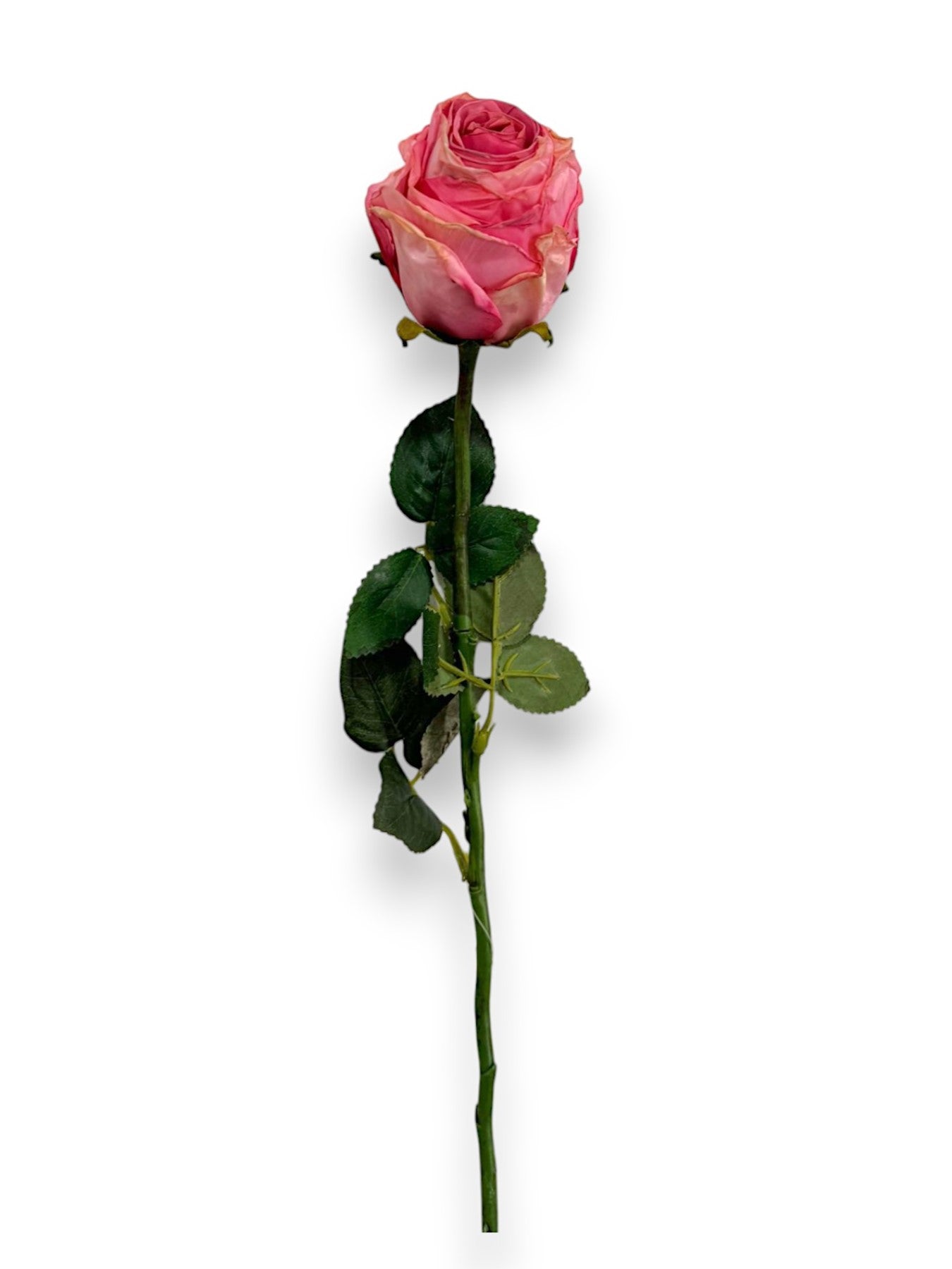 ROSE BUD DRIED LOOK