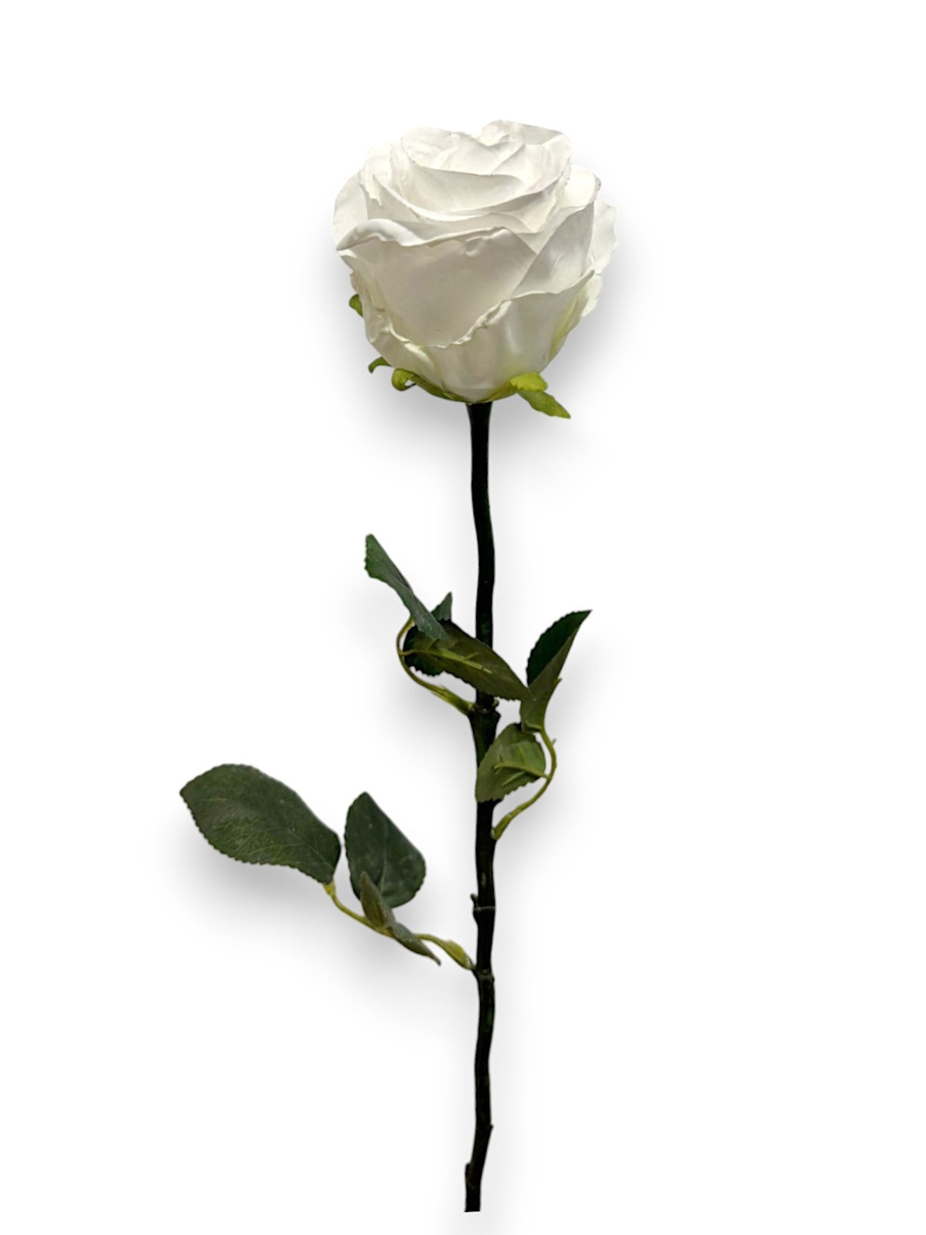 ROSE BUD DRIED LOOK