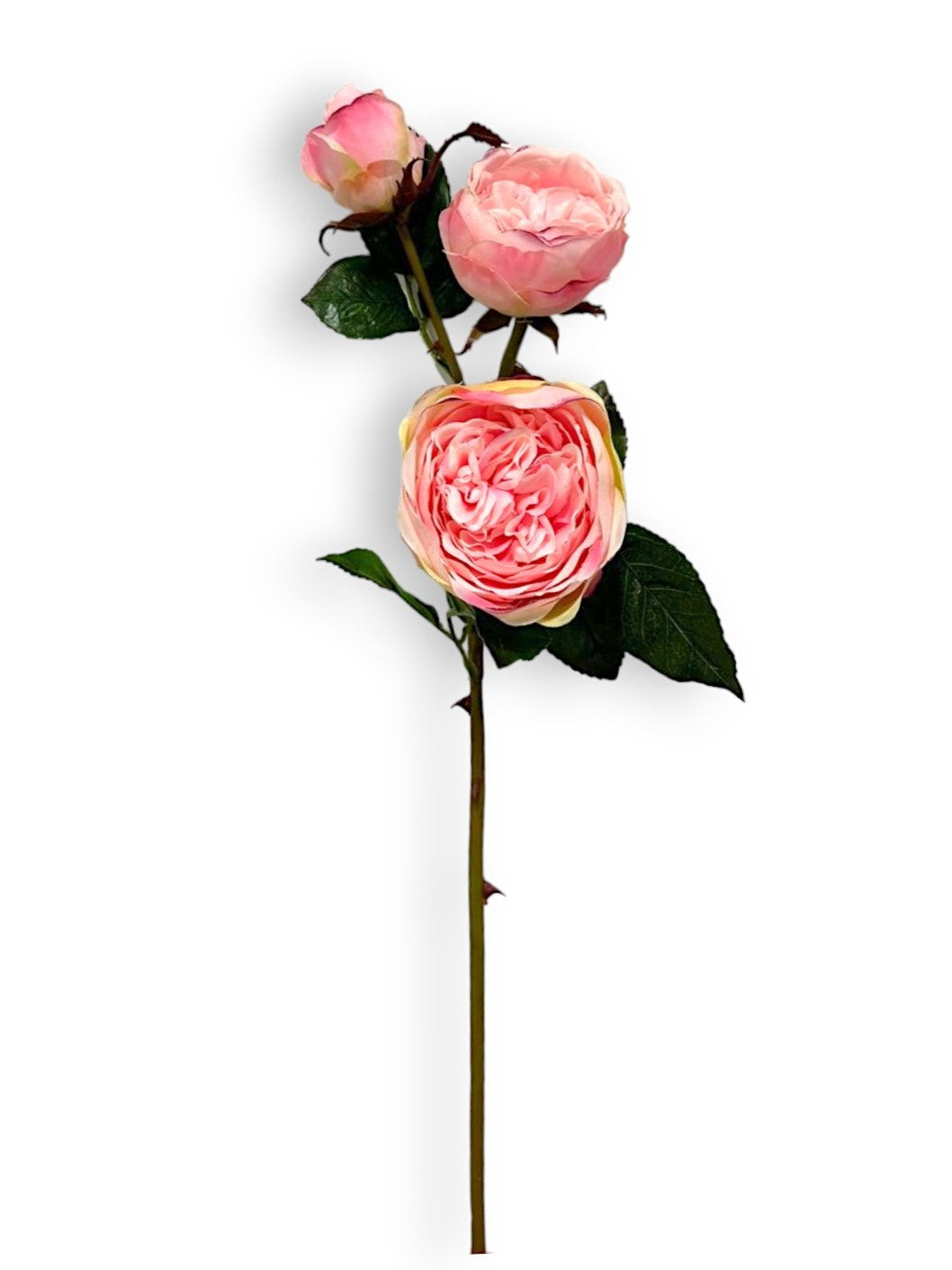 CABBAGE ROSE X3 24"