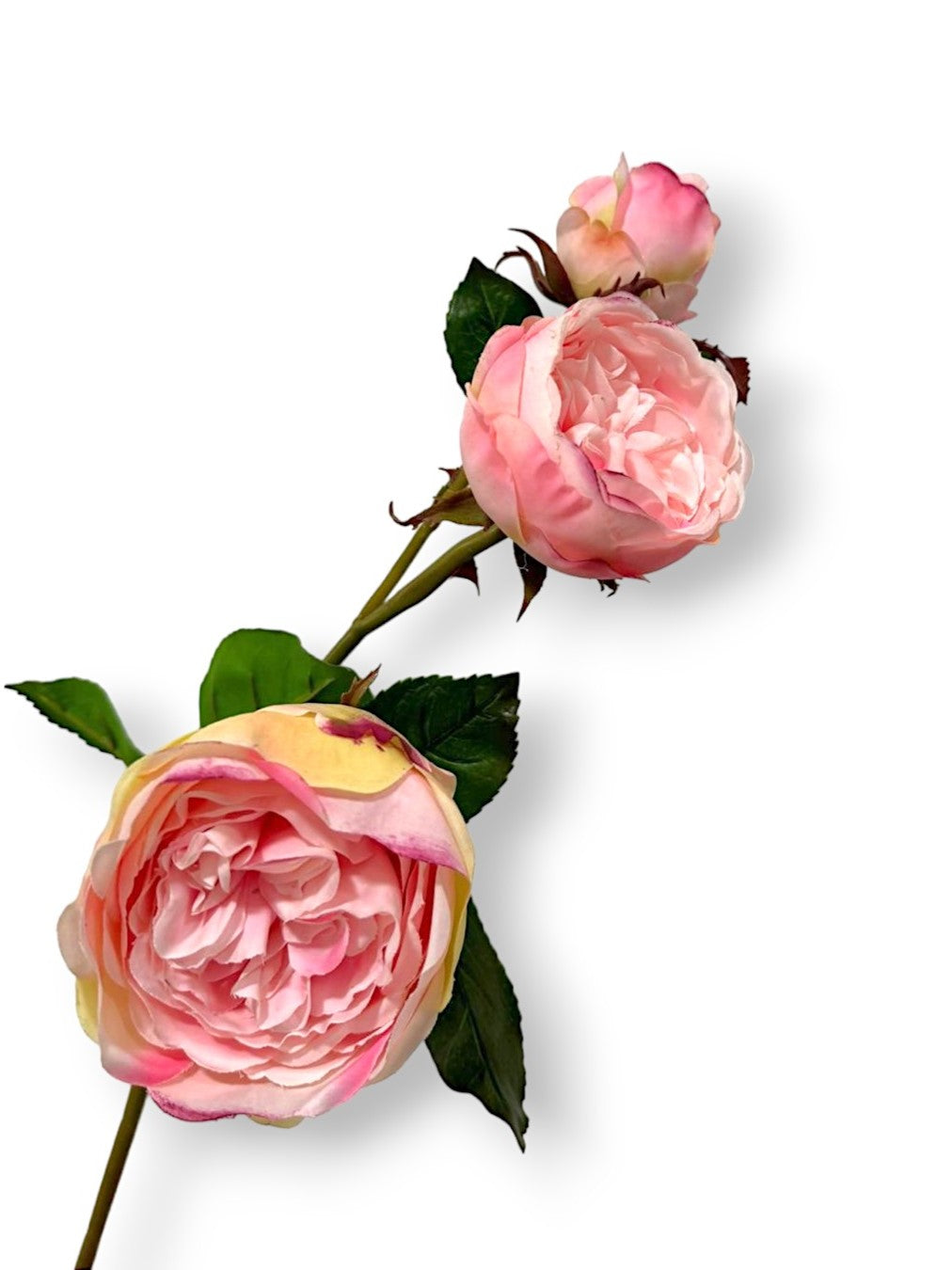 CABBAGE ROSE X3 24"