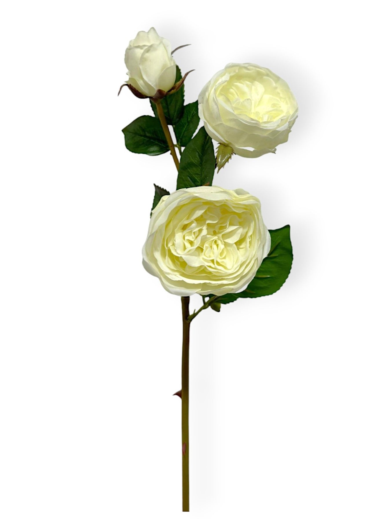 CABBAGE ROSE X3 24"