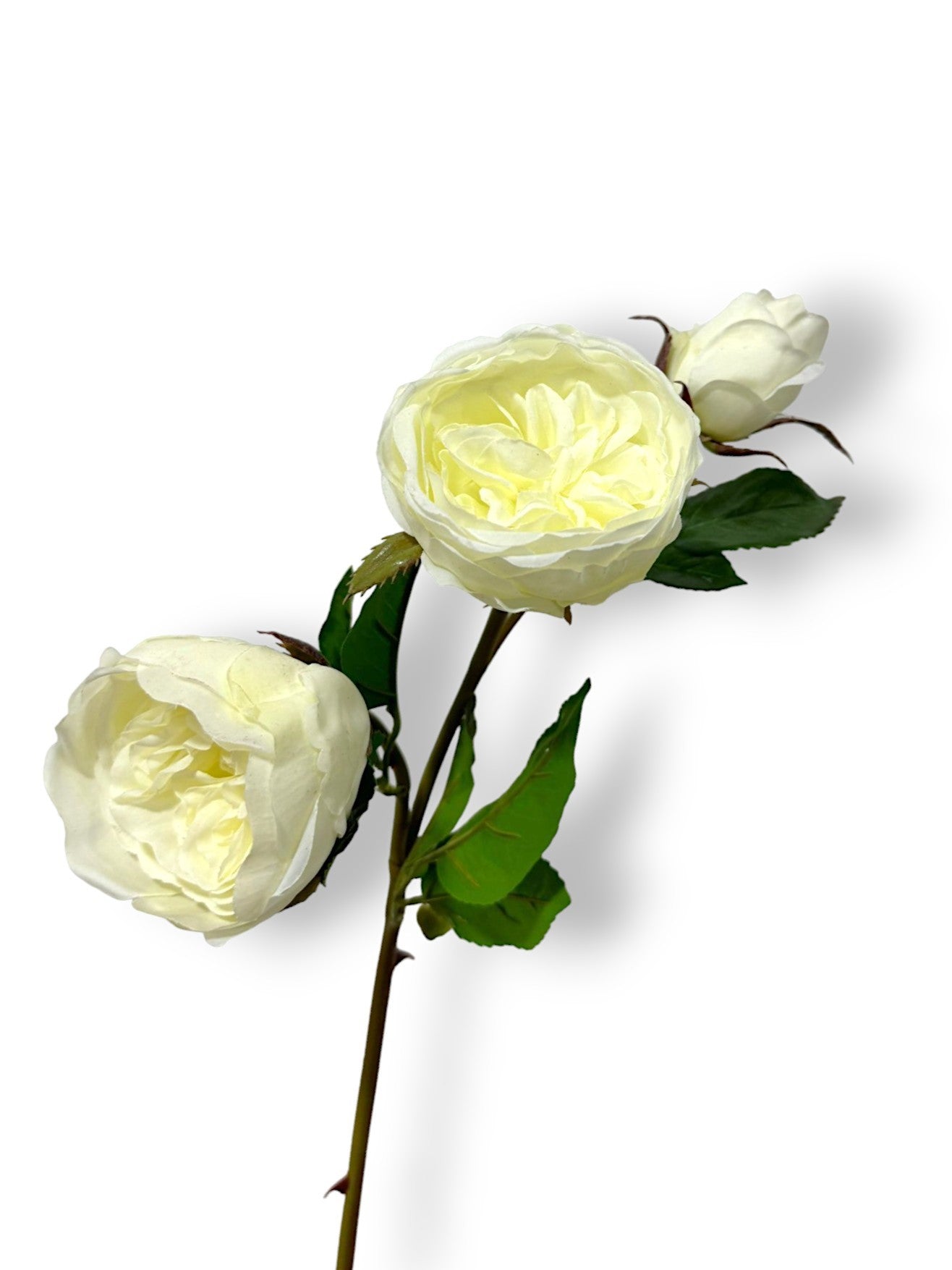 CABBAGE ROSE X3 24"