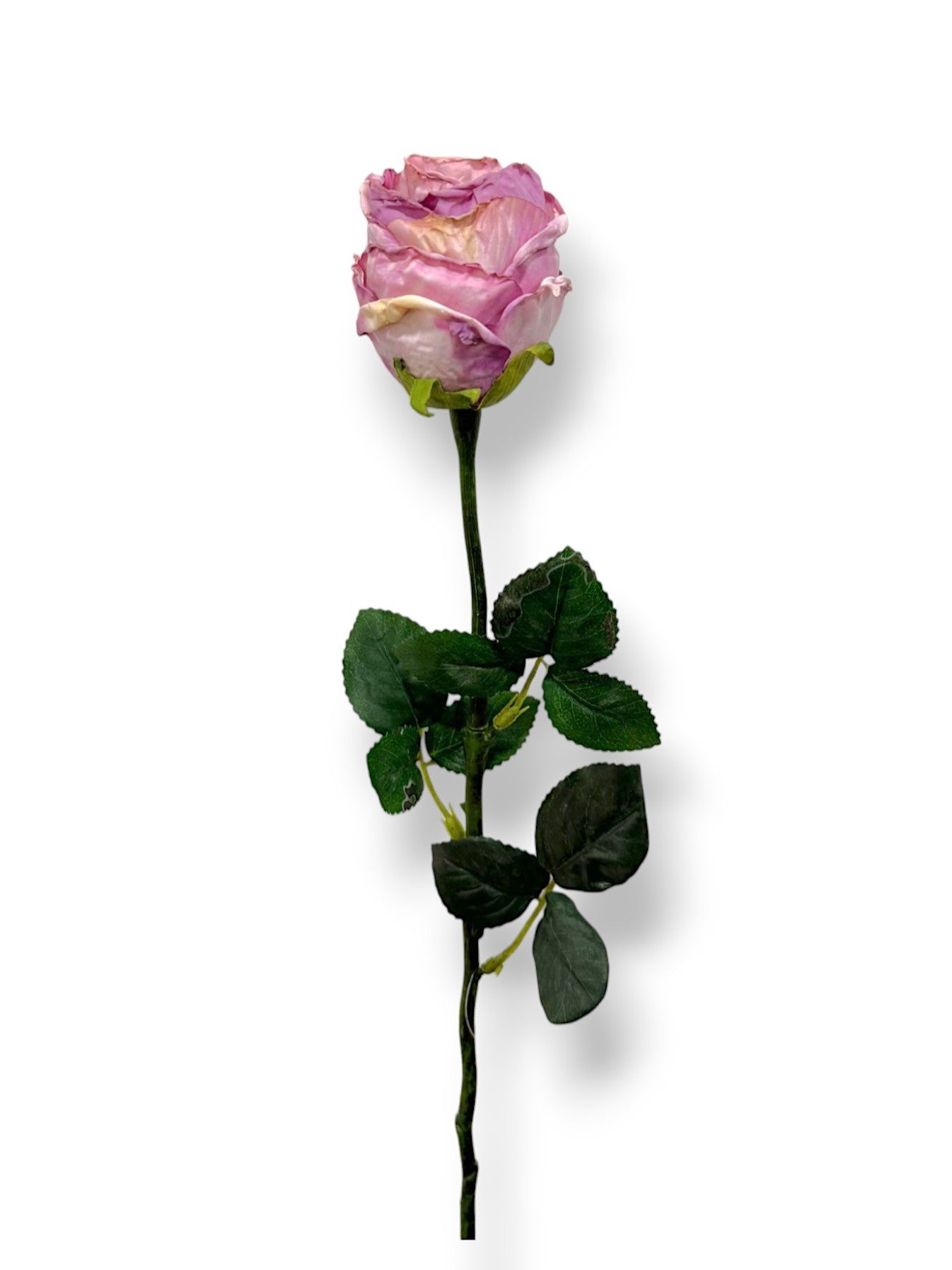 ROSE BUD DRIED LOOK
