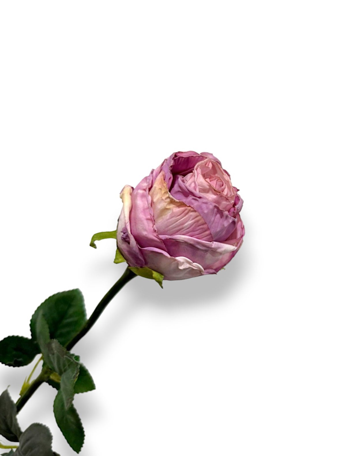 ROSE BUD DRIED LOOK
