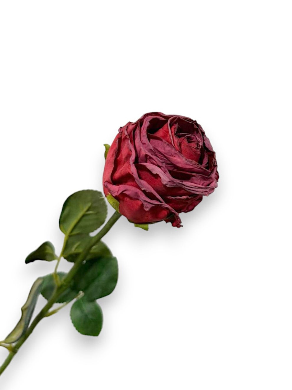 ROSE BUD DRIED LOOK
