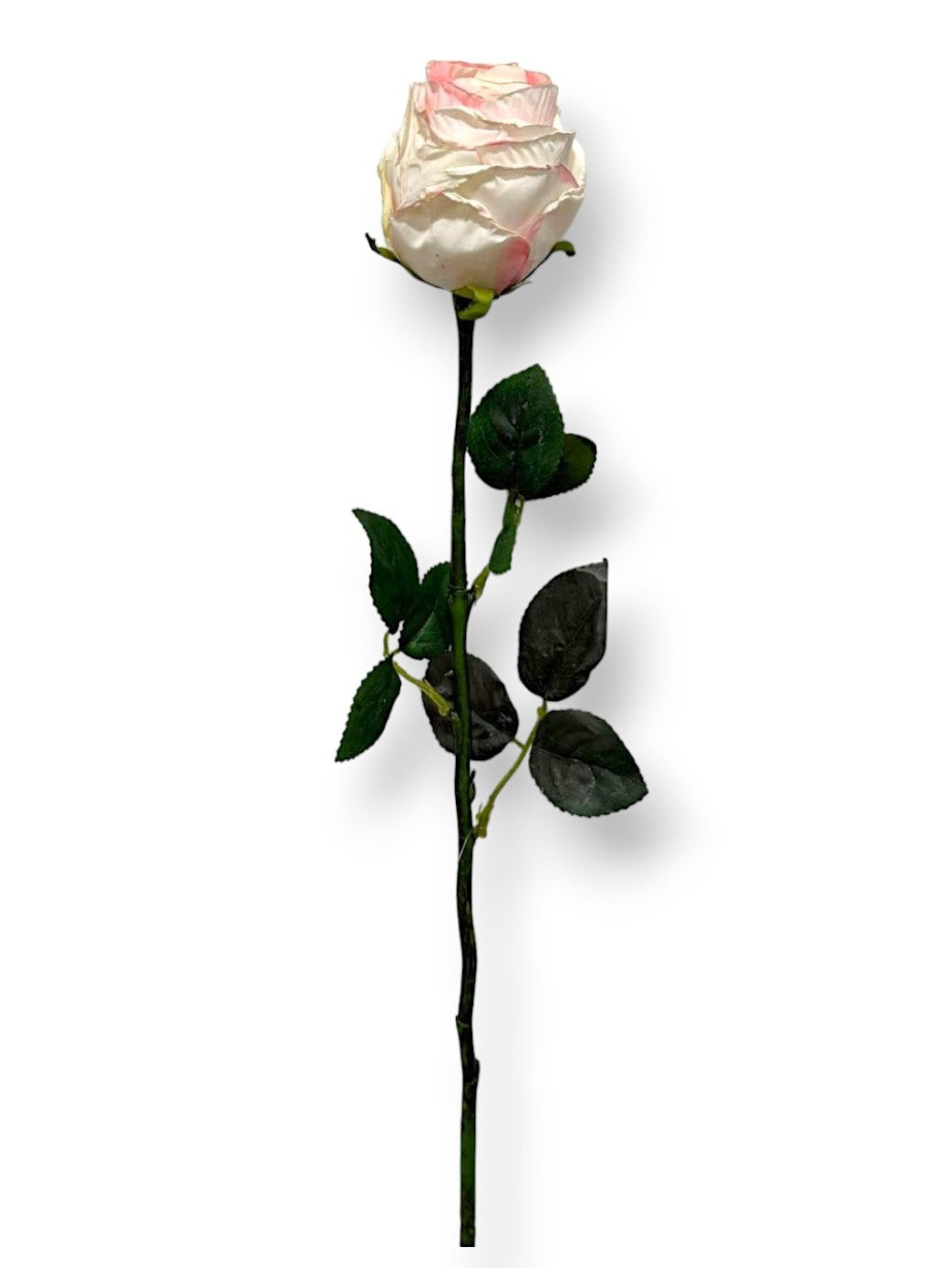ROSE BUD DRIED LOOK