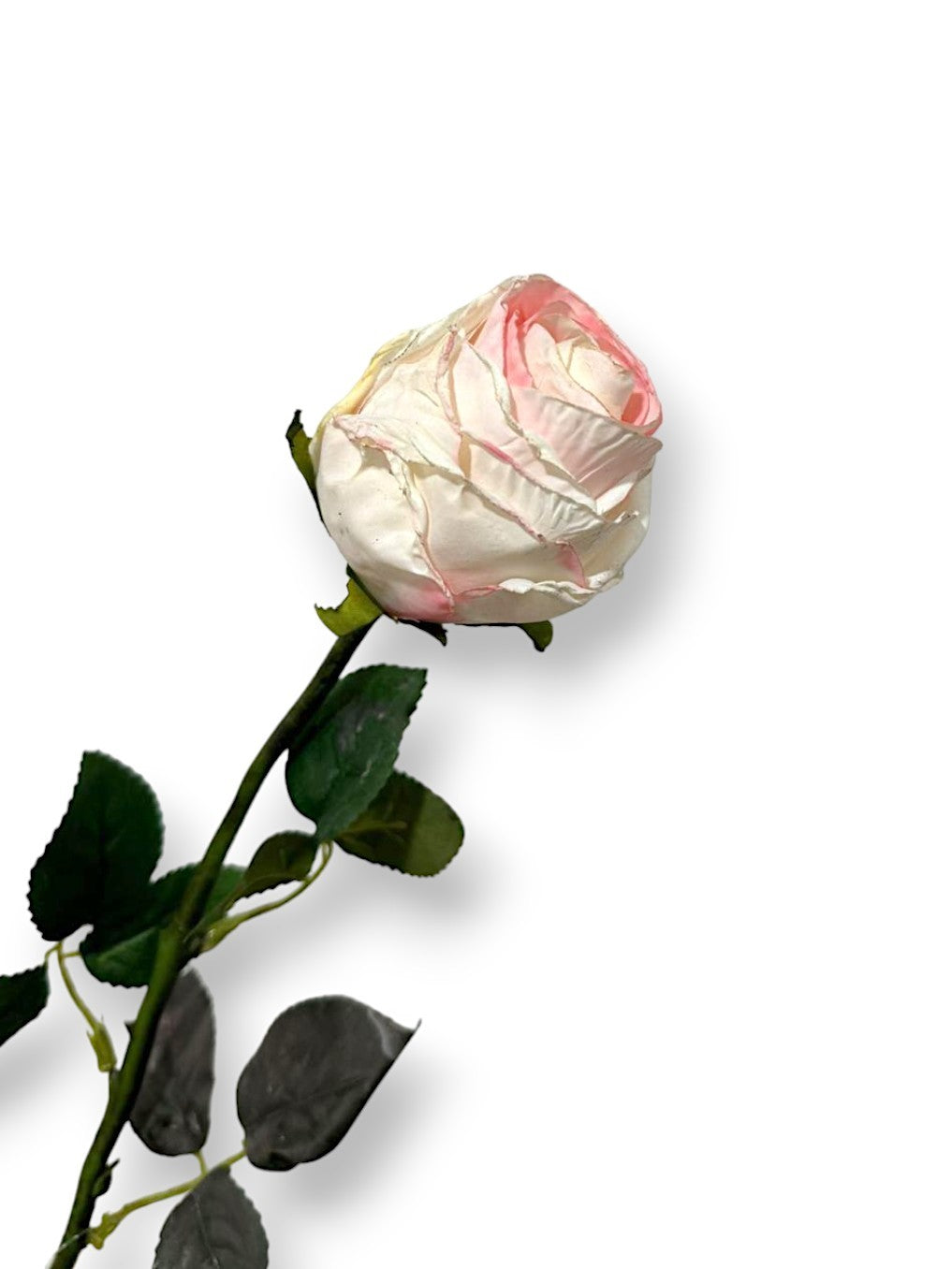 ROSE BUD DRIED LOOK