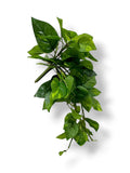 POTHOS BUSH X12 24"