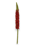 EREMURUS RED