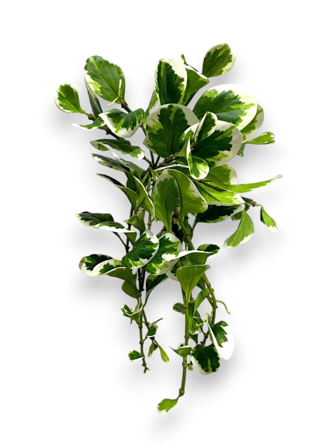 JADE BUSHX12 24"