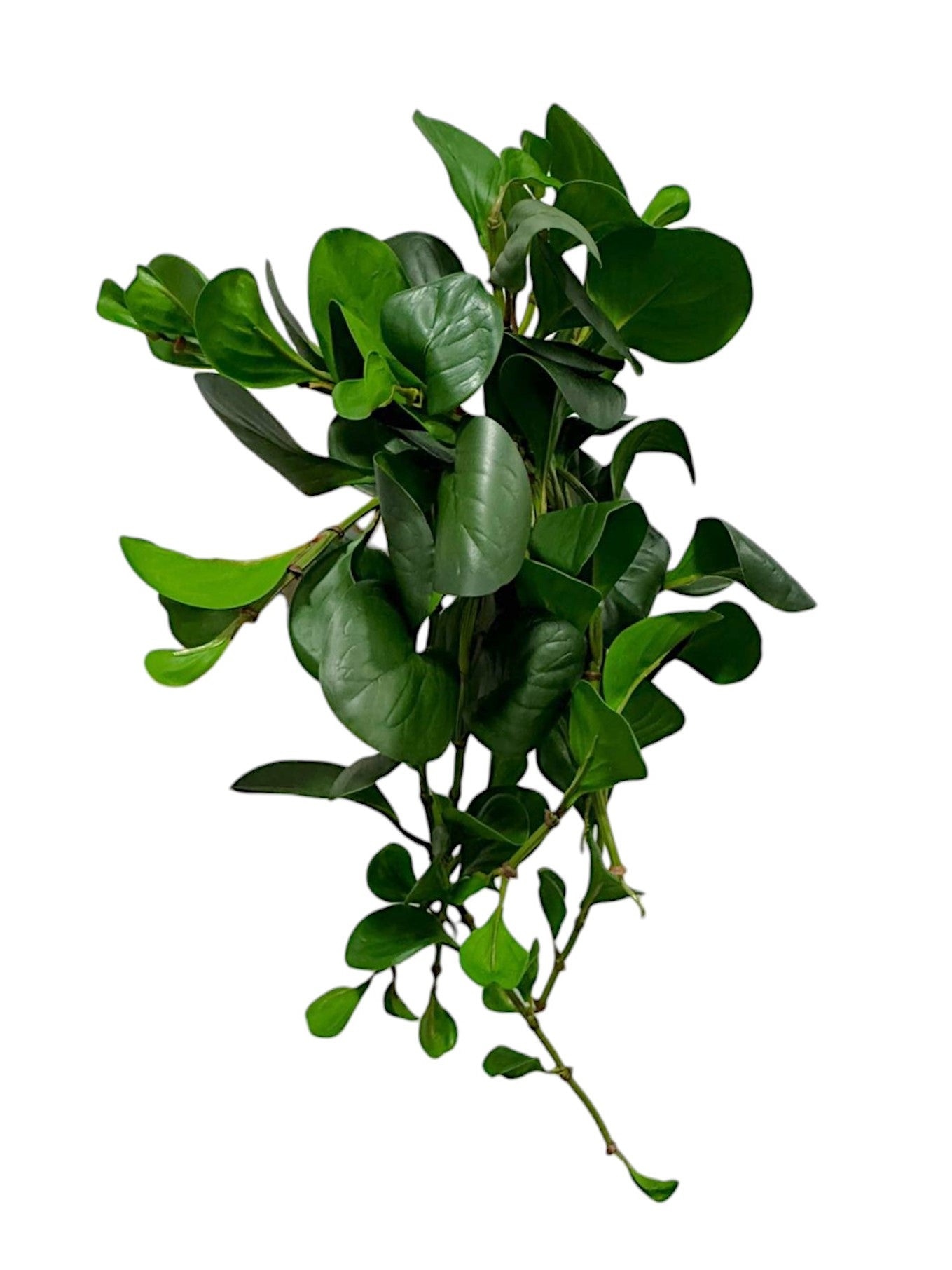 JADE BUSHX12 24"