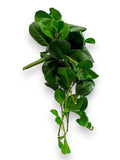 JADE BUSHX12 24"