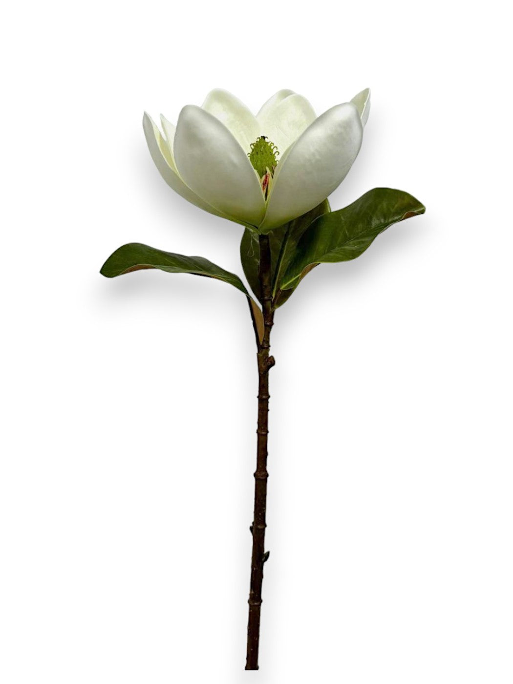 MAGNOLIA OPEN STEM 26"